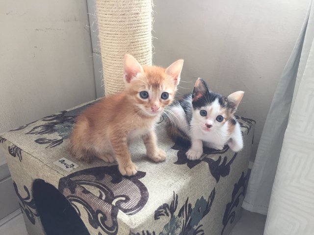 Simba &amp; Nala - Domestic Short Hair Cat