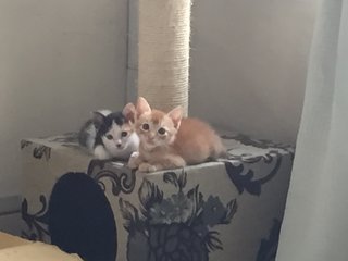 Simba &amp; Nala - Domestic Short Hair Cat