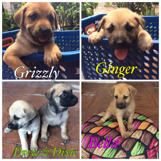 Three sturdy and charming puppies - Adopted