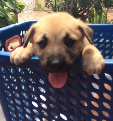 Grizzly, Ginger, Drew, Dixie, Bella - Mixed Breed Dog