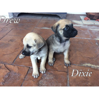 Drew and Dixie - Adopted