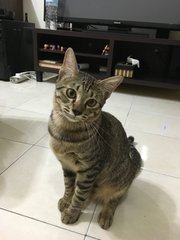 Django - Domestic Short Hair Cat