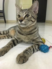 Django - Domestic Short Hair Cat