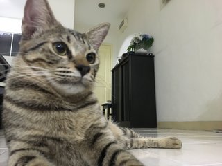 Django - Domestic Short Hair Cat