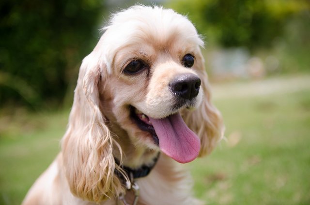 Princess  - Spaniel Dog