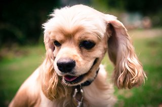 Golden! Just like the royalty I am! Hee, hee, I'm actually very sweet and down to earth little pup :