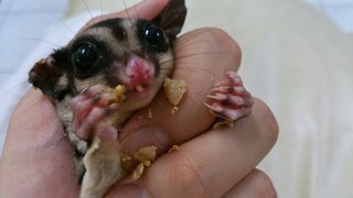 Elden - Sugar Glider Small & Furry