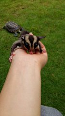 Elden - Sugar Glider Small & Furry