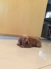 Poodle Found In Kajang - Poodle Dog