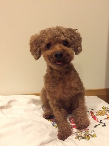 Poodle Found In Kajang - Poodle Dog