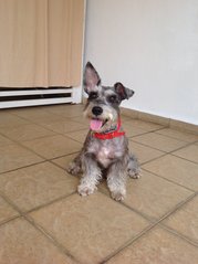 Chester - Schnauzer Dog