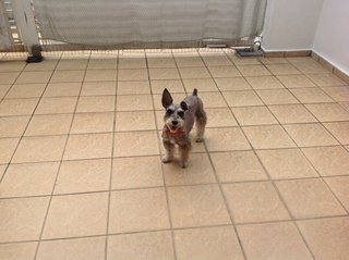 Chester - Schnauzer Dog