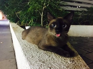 Brownie ブラウニー - Siamese Cat