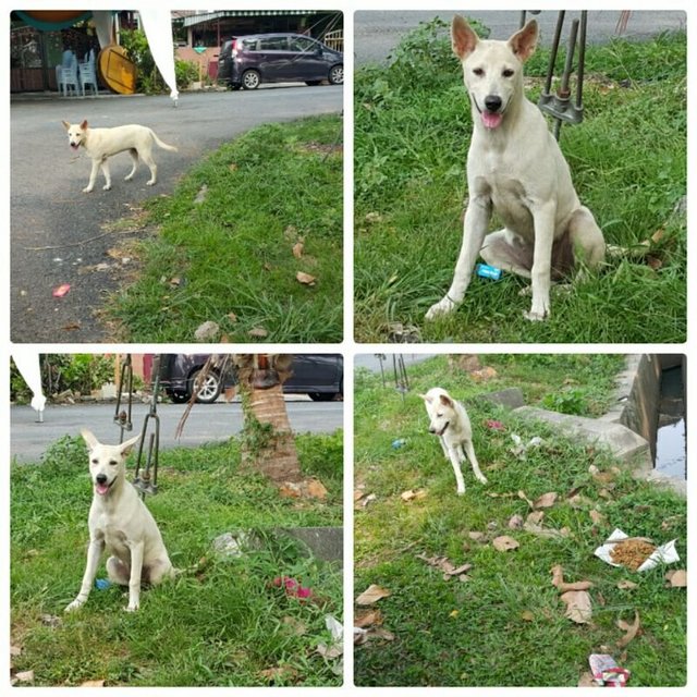 Cutie - Mixed Breed Dog