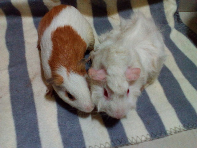 2 Male Guinea Pigs - Guinea Pig Small & Furry