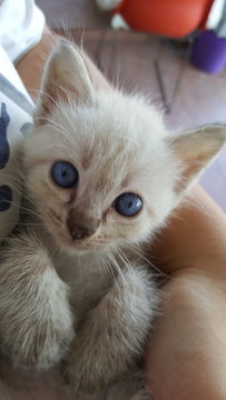 Snowflake - Domestic Short Hair Cat