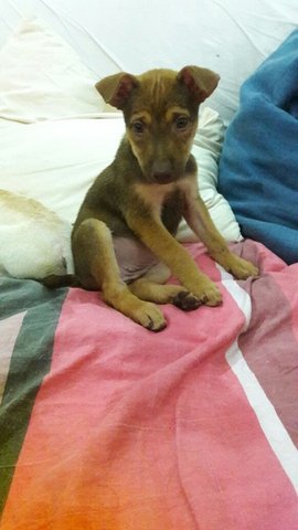 Female Puppy, 3 Months Old - Mixed Breed Dog