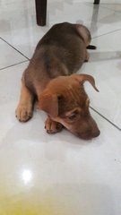 Female Puppy, 3 Months Old - Mixed Breed Dog