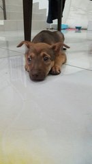 Female Puppy, 3 Months Old - Mixed Breed Dog