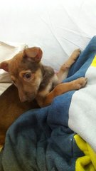 Female Puppy, 3 Months Old - Mixed Breed Dog