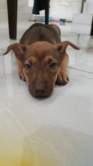 Female Puppy, 3 Months Old - Mixed Breed Dog