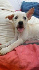 Cream Female Puppy, 3 Months Old - Mixed Breed Dog