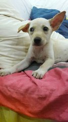 Cream Female Puppy, 3 Months Old - Mixed Breed Dog