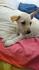 Cream Female Puppy, 3 Months Old - Mixed Breed Dog