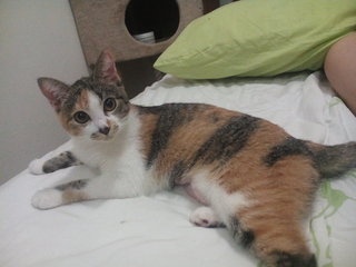 Penny - Domestic Short Hair + Calico Cat