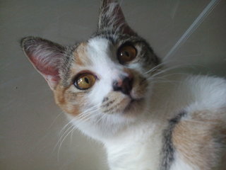 Penny - Domestic Short Hair + Calico Cat