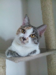 Penny - Domestic Short Hair + Calico Cat