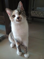 Penny - Domestic Short Hair + Calico Cat