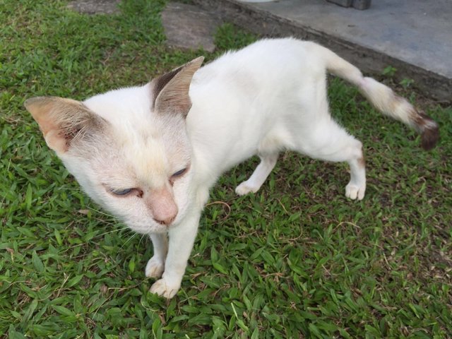 Blue - Domestic Short Hair Cat