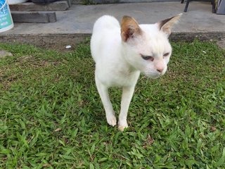 Blue - Domestic Short Hair Cat