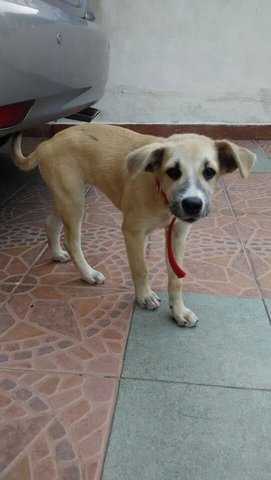 Lost Dog  - Mixed Breed Dog