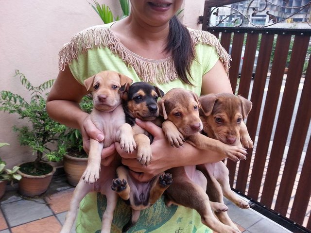 Terrier Mix Puppy - Terrier Mix Dog