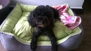 Billie - Poodle Dog