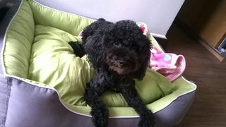 Billie - Poodle Dog