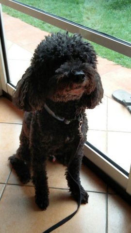 Billie - Poodle Dog