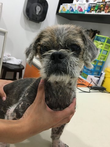 Male Shih Tzu - Shih Tzu Dog