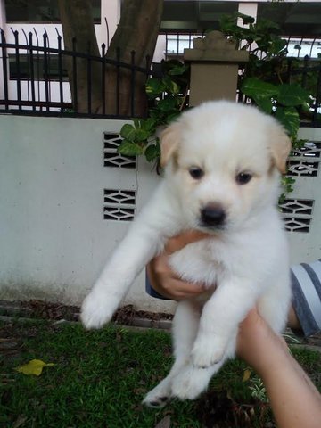 Hermoso - Spitz Mix Dog