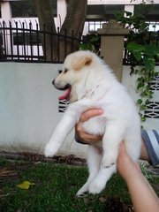 Hermoso - Spitz Mix Dog