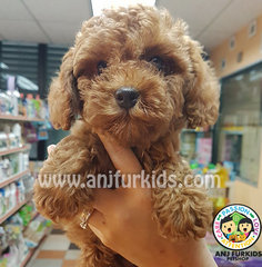 Adorable Toy Poodle Puppies1 - Poodle Dog