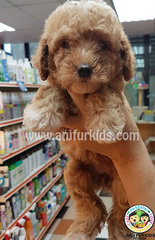 Adorable Toy Poodle Puppies1 - Poodle Dog