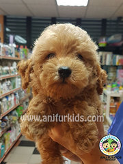 Adorable Toy Poodle Puppies1 - Poodle Dog