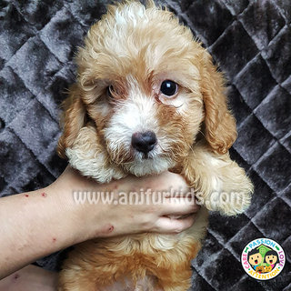 Adorable Toy Poodle Puppies1 - Poodle Dog