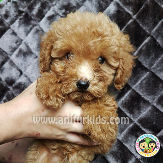 Adorable Toy Poodle Puppies1 - Poodle Dog