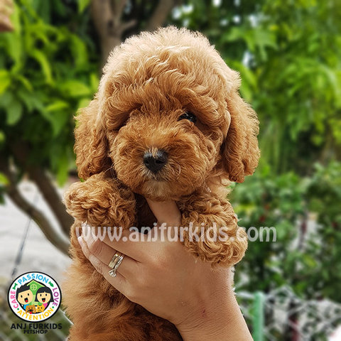 Adorable Toy Poodle Puppies1 - Poodle Dog