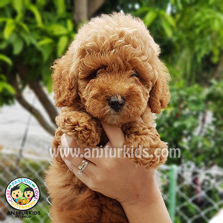 Adorable Toy Poodle Puppies1 - Poodle Dog