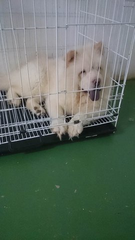 Adult 1 Years Old Cream Chow - Chow Chow Dog